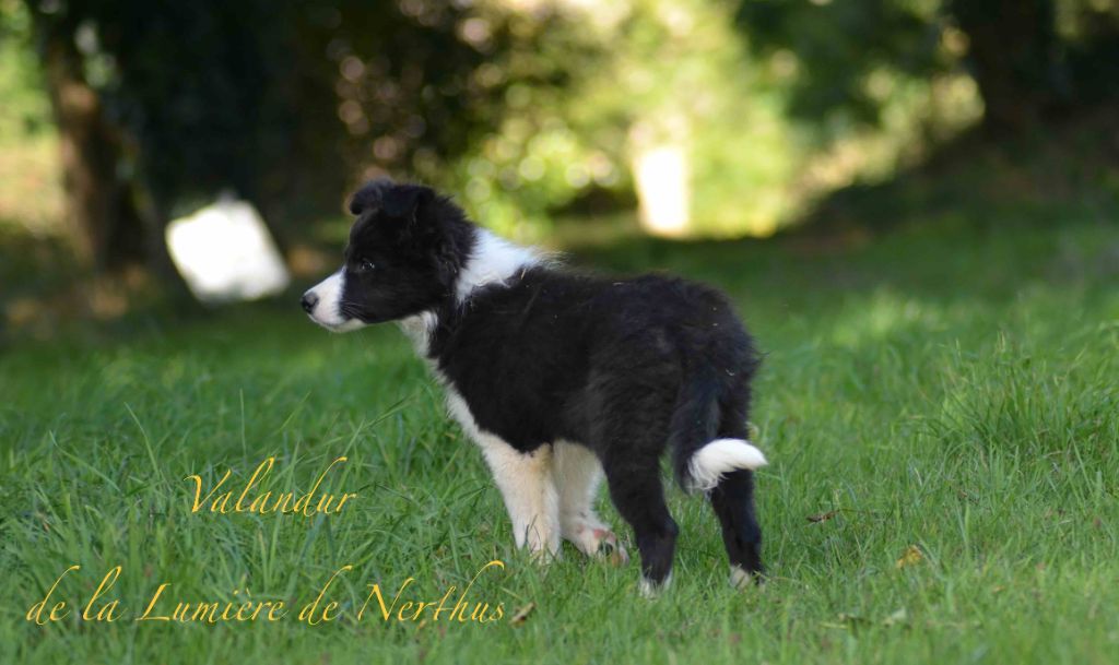 Valandur de la Lumière de Nerthus