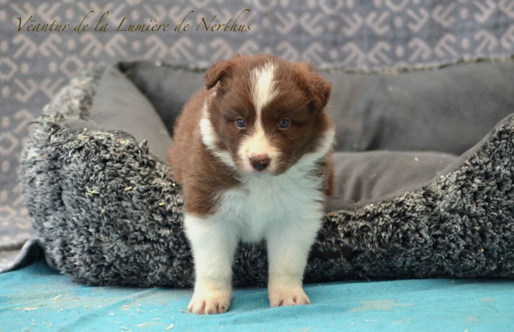 Vëantur de la Lumière de Nerthus