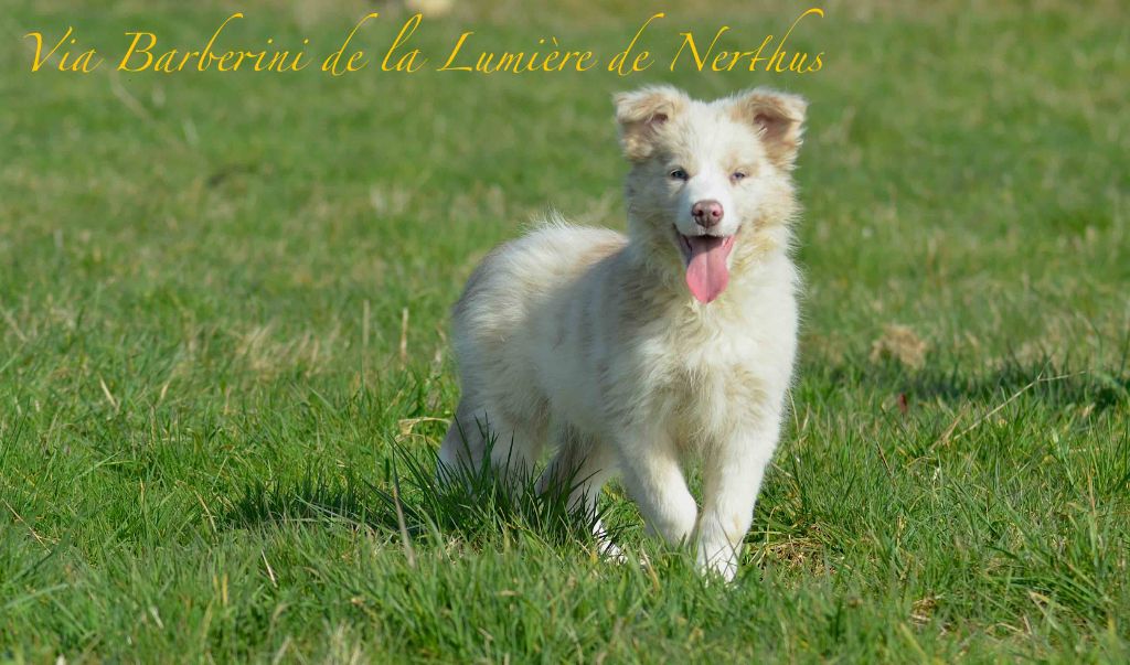 Via Barberini de la Lumière de Nerthus