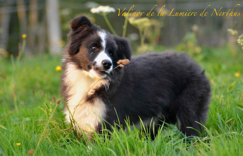 Valinor de la Lumière de Nerthus