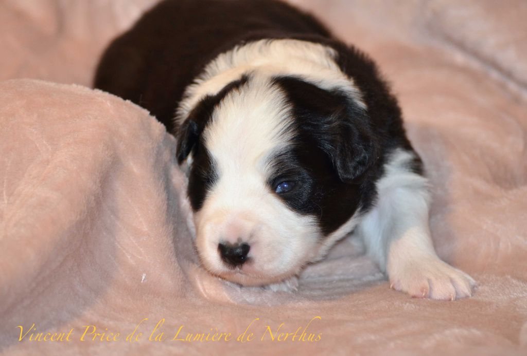 Vincent Price de la Lumière de Nerthus