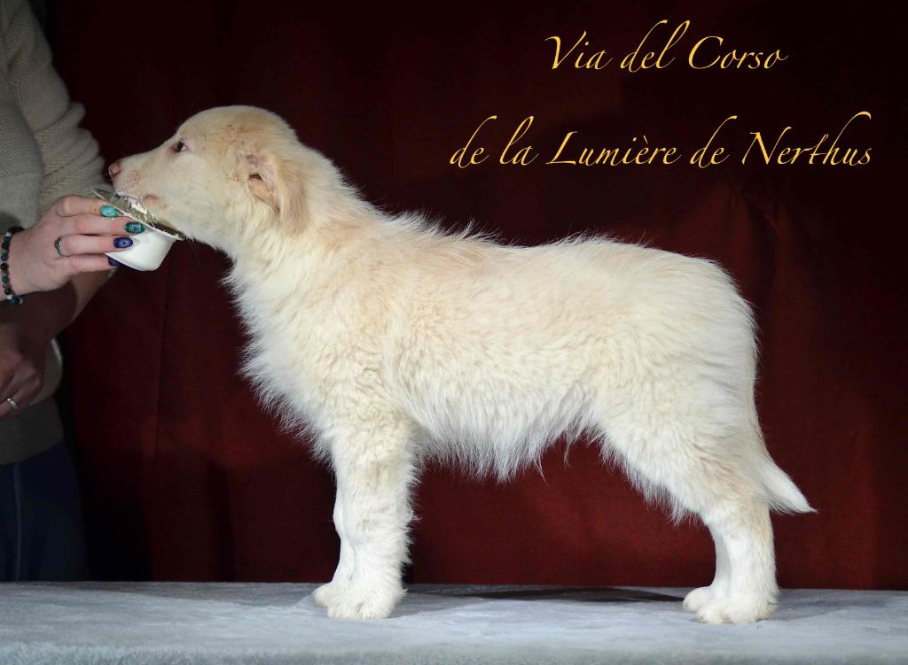 Via del Corso de la Lumière de Nerthus