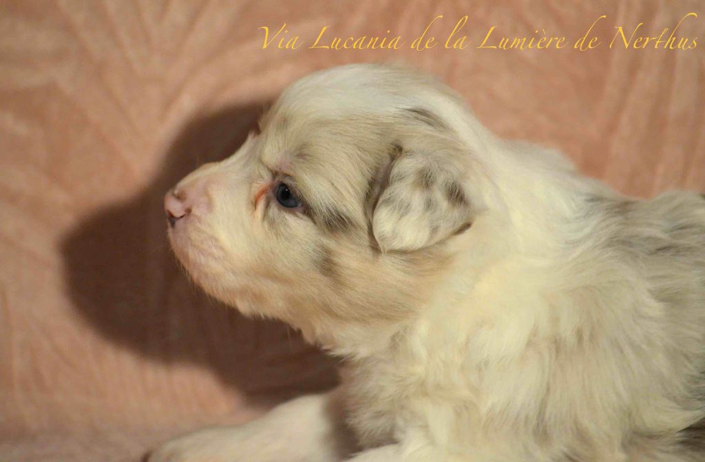 Via Lucania de la Lumière de Nerthus