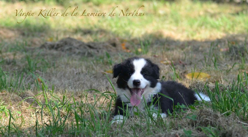 Virgin Killer de la Lumière de Nerthus