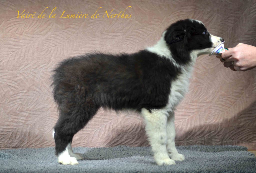 Vairë de la Lumière de Nerthus