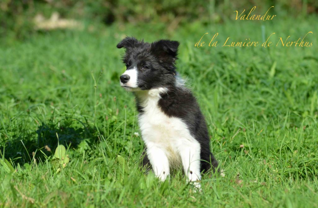 Valandur de la Lumière de Nerthus