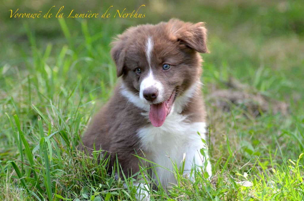 Voronwë de la Lumière de Nerthus