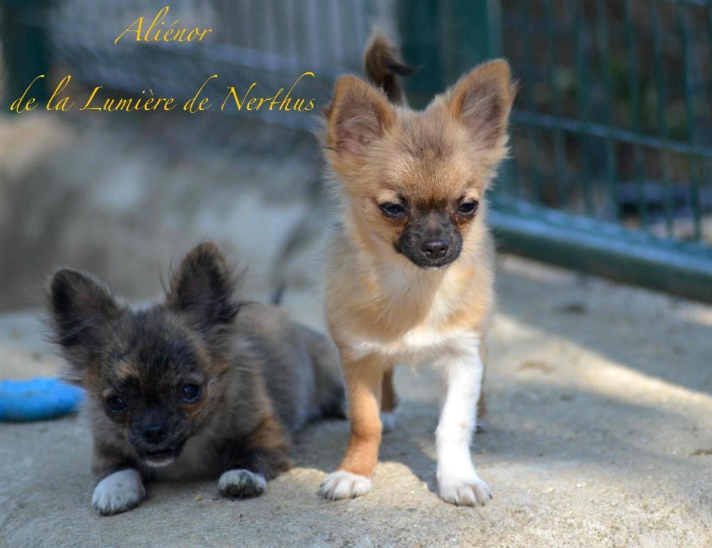 Aliénor de la Lumière de Nerthus