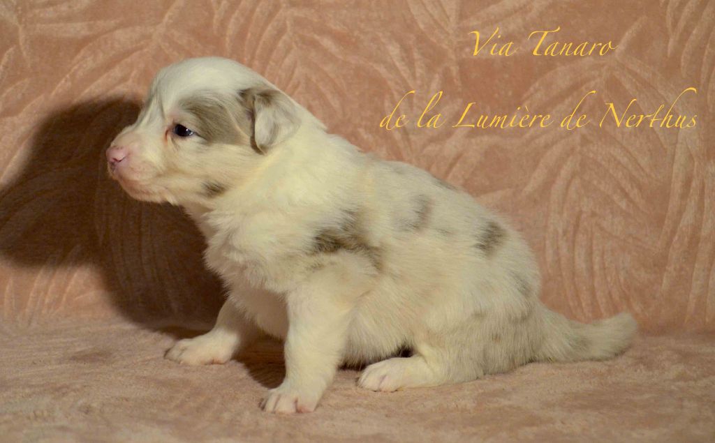 Via Tanaro de la Lumière de Nerthus