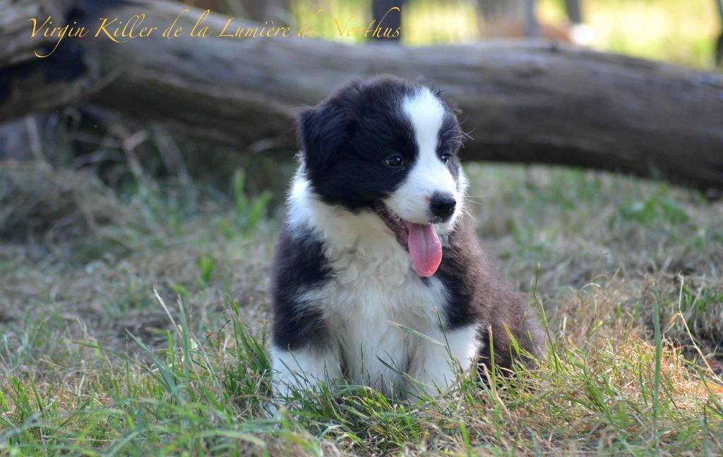 Virgin Killer de la Lumière de Nerthus