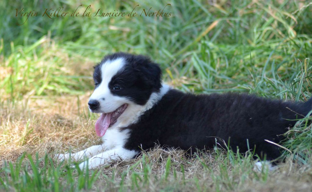Virgin Killer de la Lumière de Nerthus