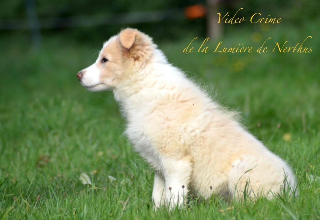 Video Crime de la Lumière de Nerthus