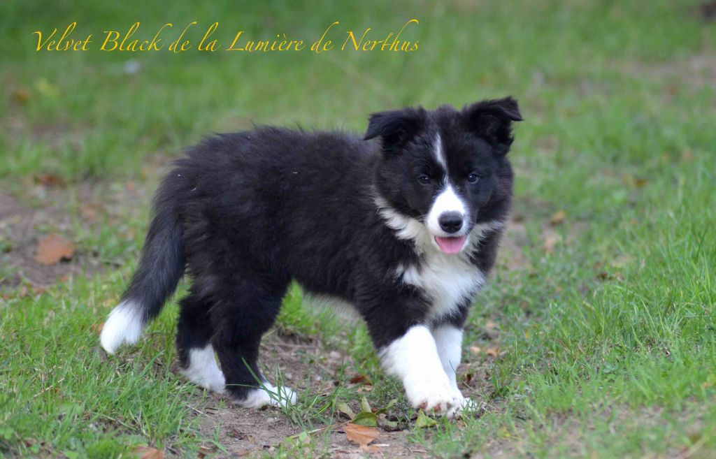 Velvet Black de la Lumière de Nerthus