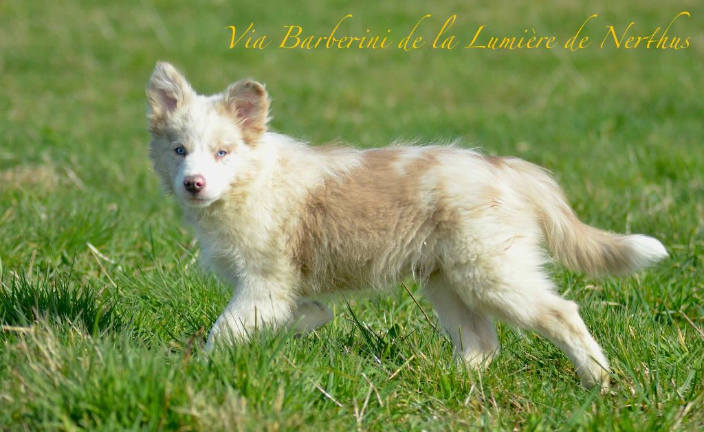 Via Barberini de la Lumière de Nerthus