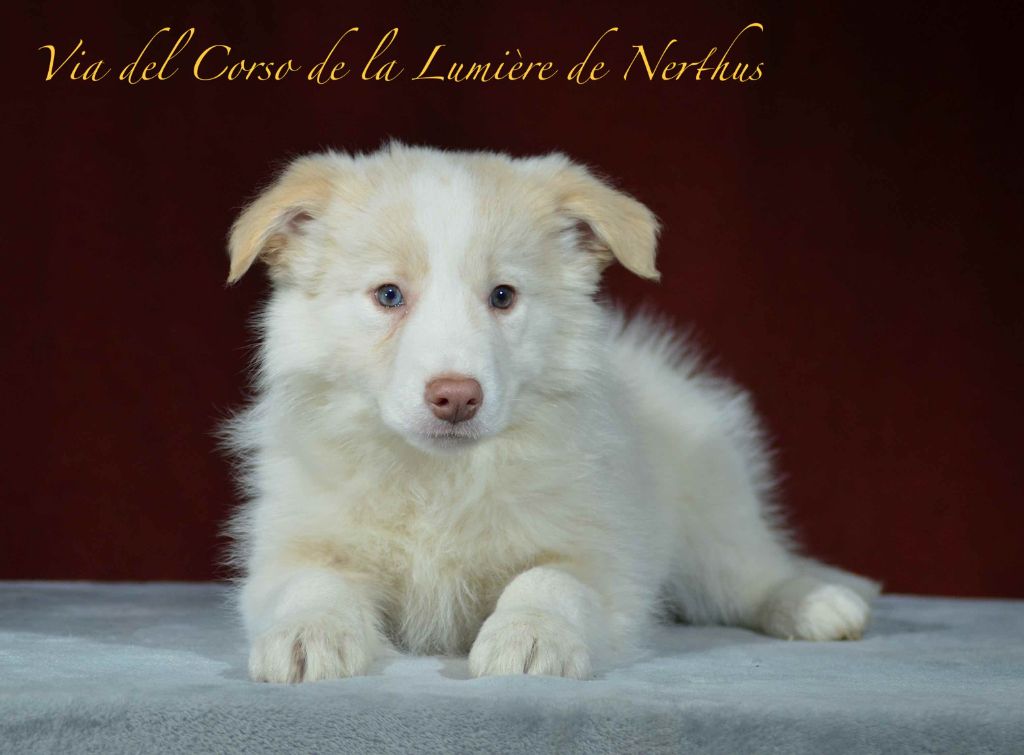 Via del Corso de la Lumière de Nerthus