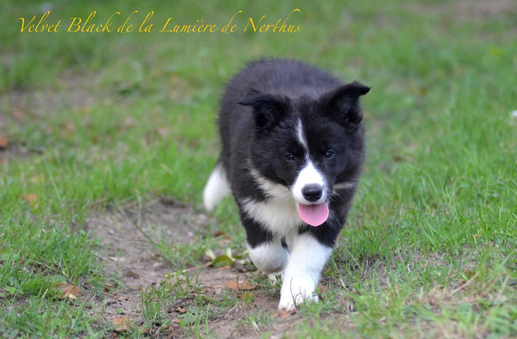 Velvet Black de la Lumière de Nerthus