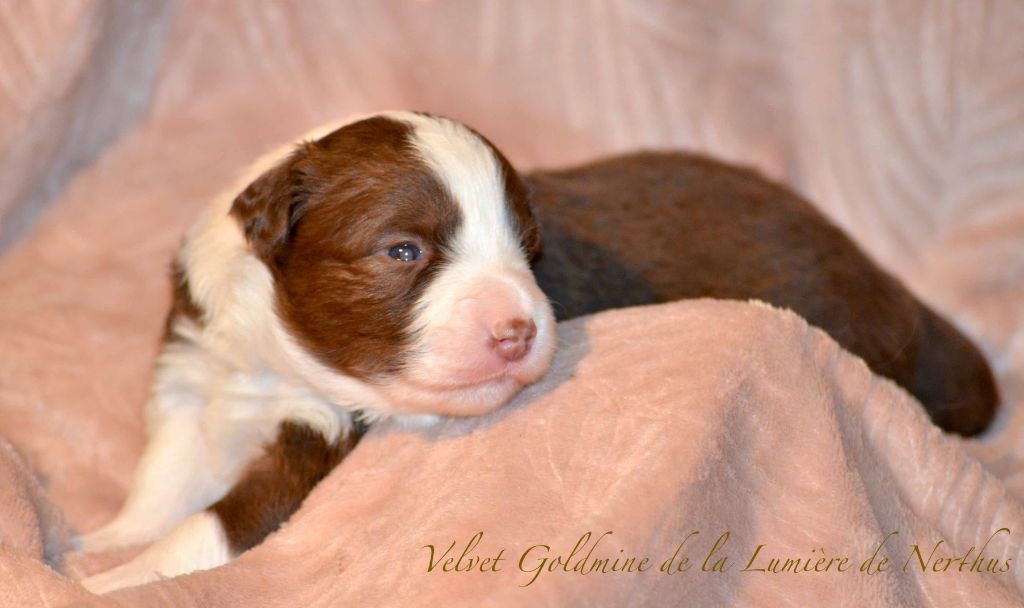 Velvet Goldmine de la Lumière de Nerthus