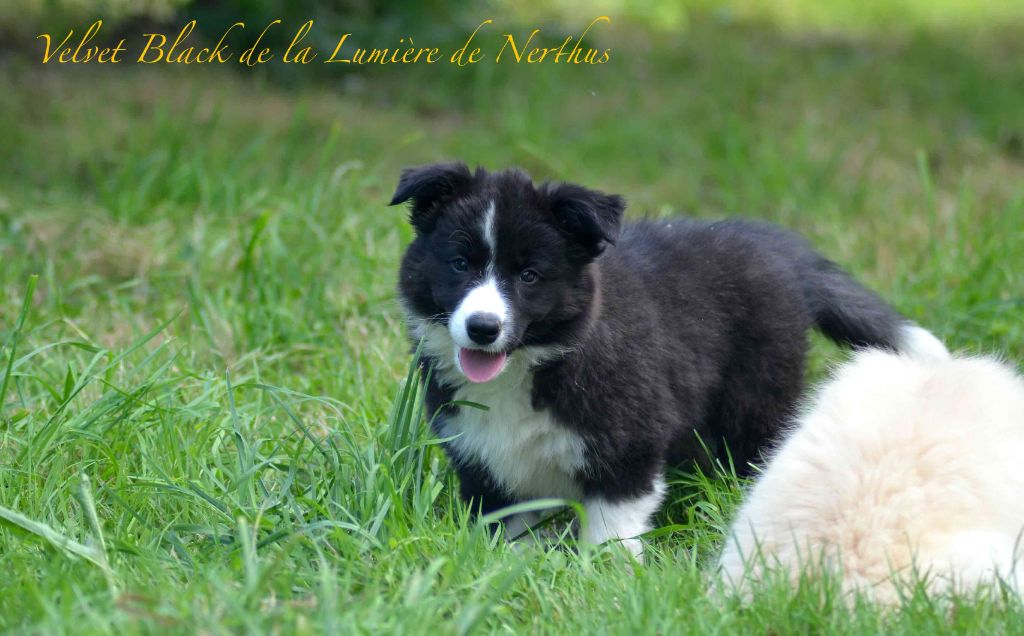 Velvet Black de la Lumière de Nerthus