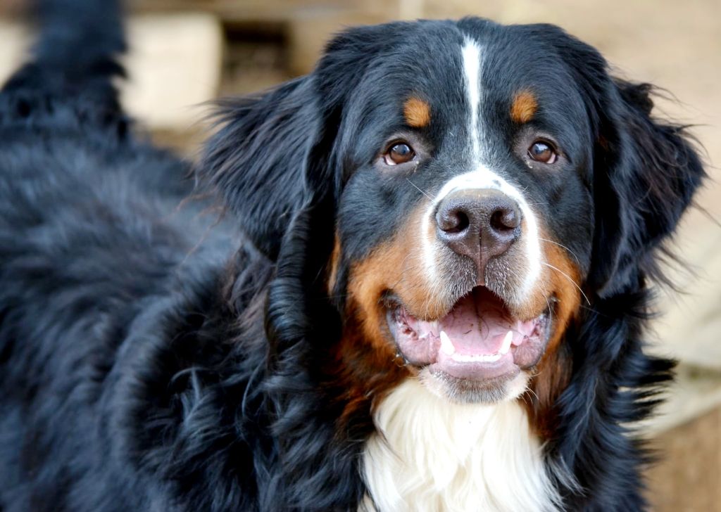 Verdi (wagner) Du Bois Des Crocs Blancs