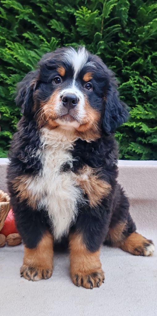 Verdi (wagner) Du Bois Des Crocs Blancs