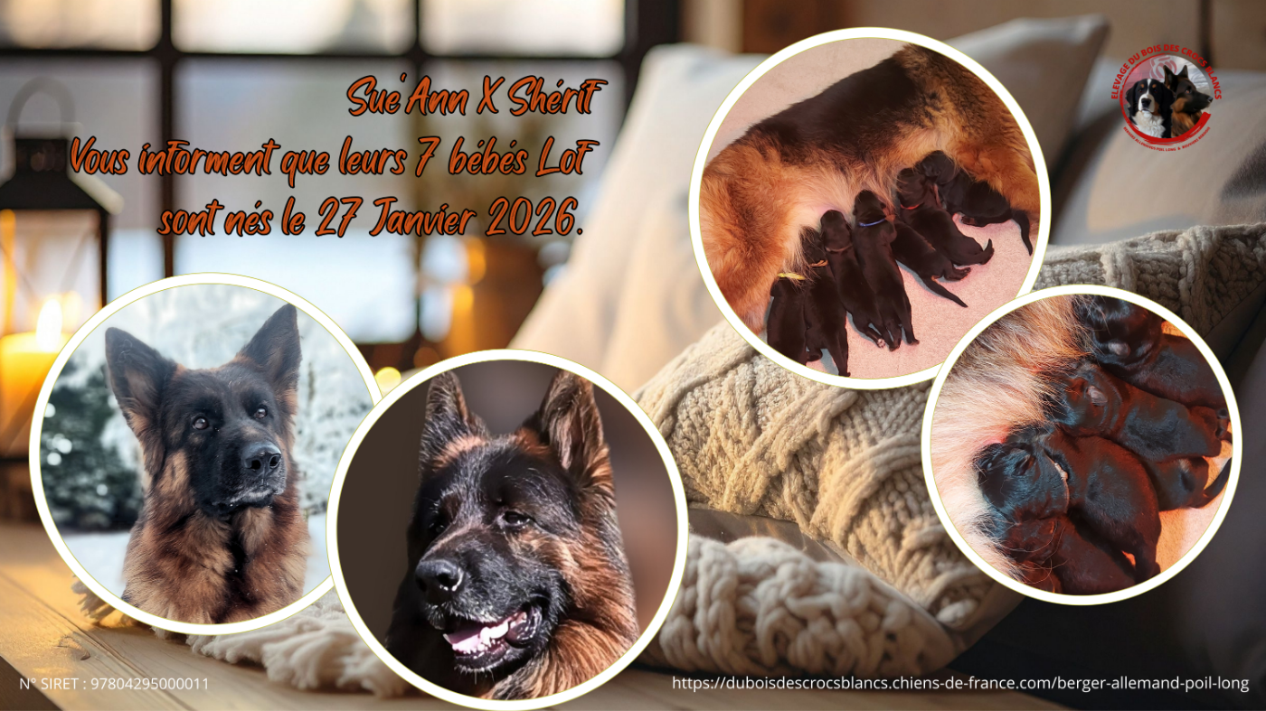 CHIOT 6 - Berger Allemand Poil Long