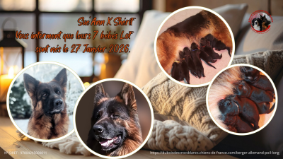 Les chiots de Berger Allemand Poil Long