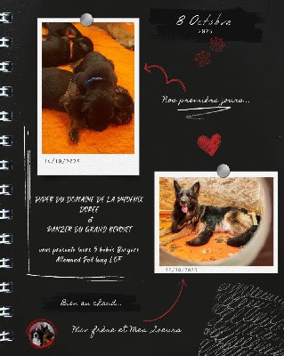 Berger Allemand Poil Long - Du Bois Des Crocs Blancs