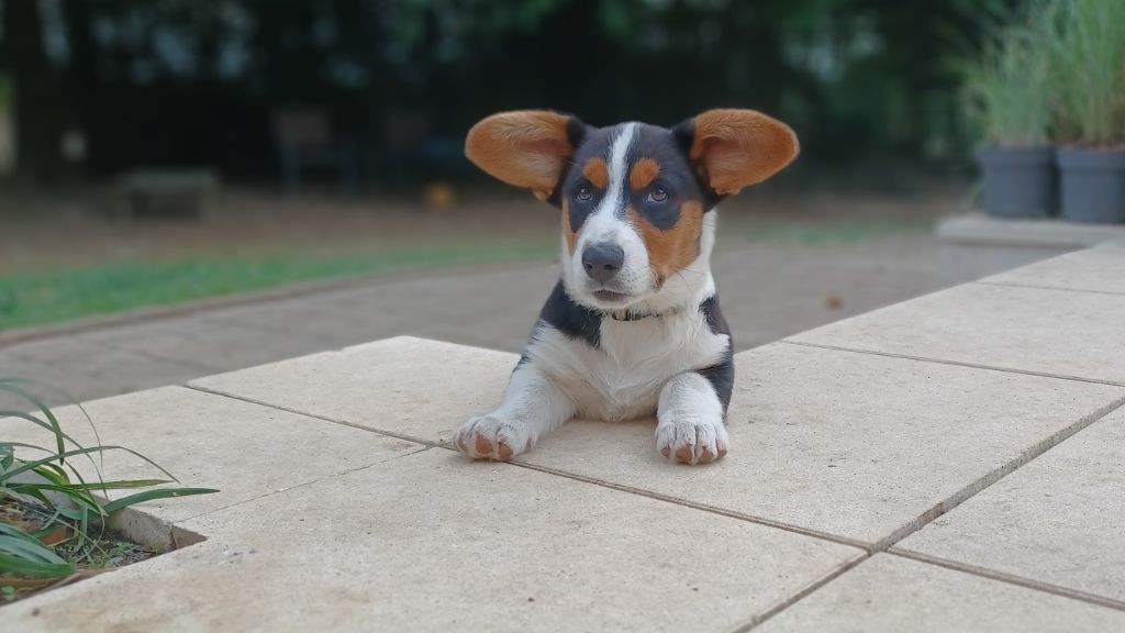 Very important puppy ms mirabelle Du Nanédis