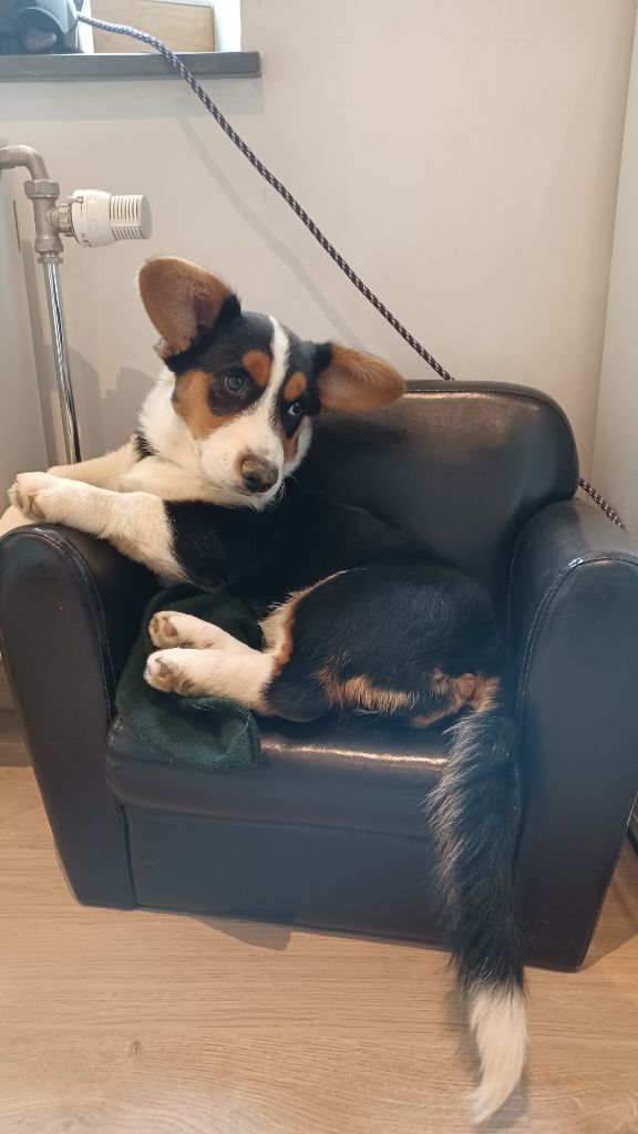 Very important puppy ms mirabelle Du Nanédis