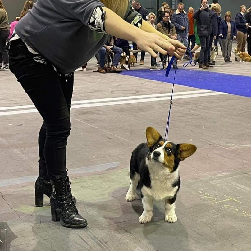 Very important puppy ms mirabelle Du Nanédis