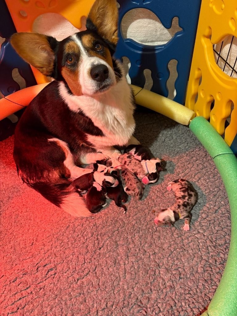 CHIOT 3 - Welsh Corgi Cardigan