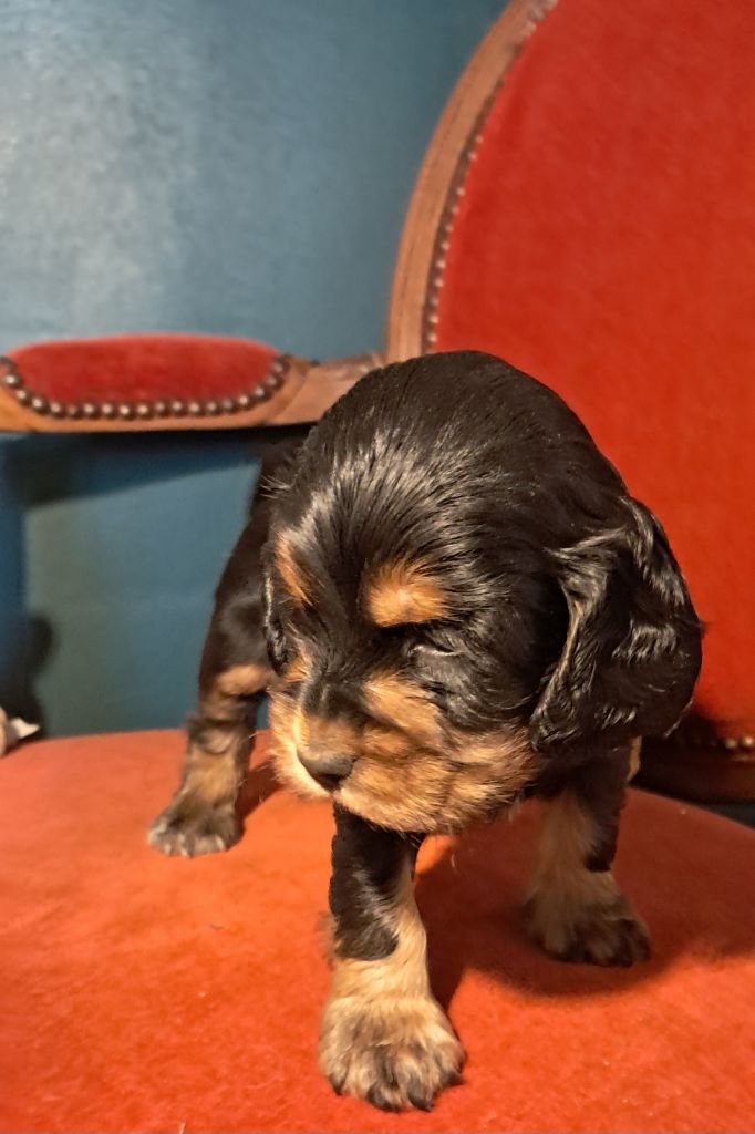 Australie - Cocker Spaniel Anglais