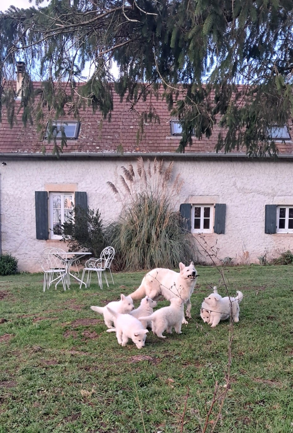 Berger Blanc Suisse - de l'Aube des Hortensias