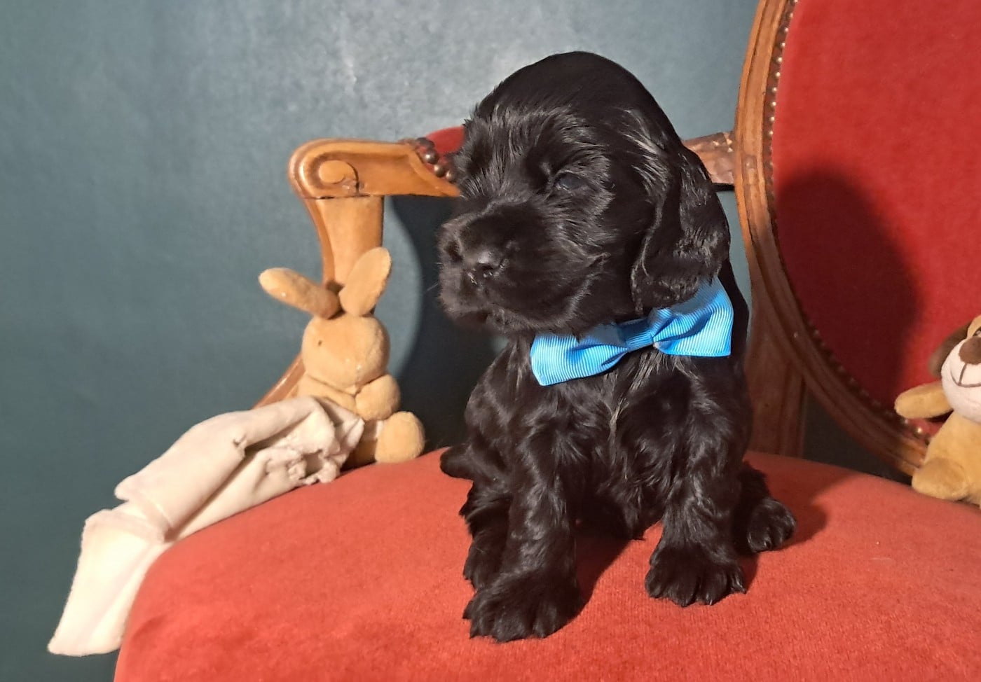 Cocker Spaniel Anglais - de l'Aube des Hortensias