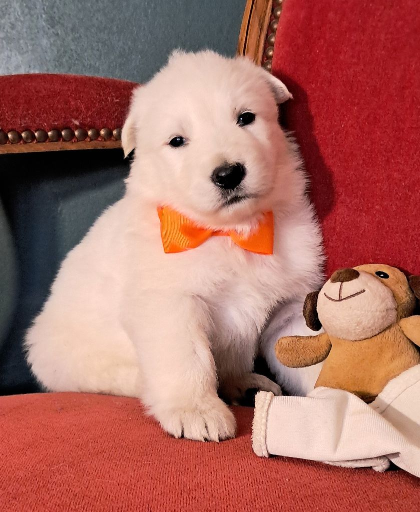 Berger Blanc Suisse - de l'Aube des Hortensias