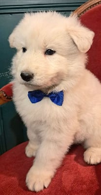 Les chiots de Berger Blanc Suisse