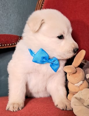 Les chiots de Berger Blanc Suisse