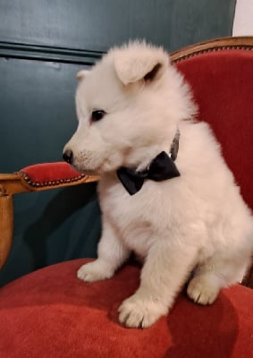 Les chiots de Berger Blanc Suisse