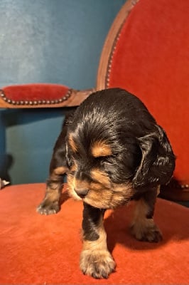 Les chiots de Cocker Spaniel Anglais