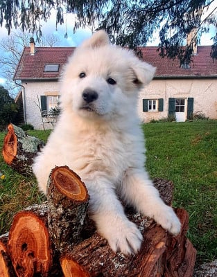 Les chiots de Berger Blanc Suisse