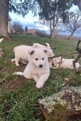 Les chiots de Berger Blanc Suisse