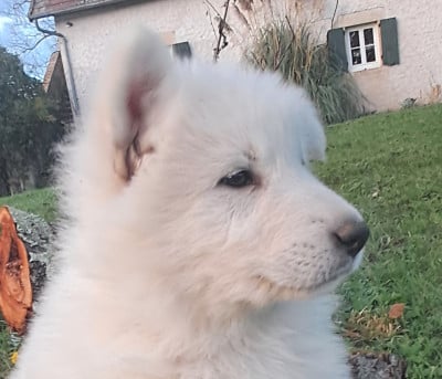 Les chiots de Berger Blanc Suisse