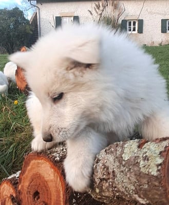 Les chiots de Berger Blanc Suisse