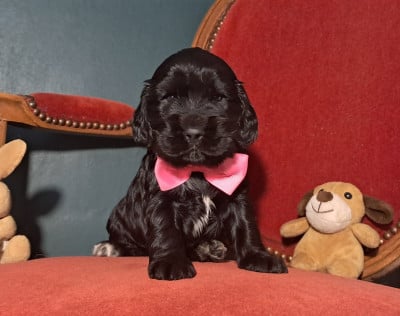 Les chiots de Cocker Spaniel Anglais