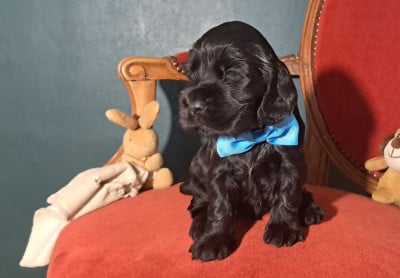 Les chiots de Cocker Spaniel Anglais
