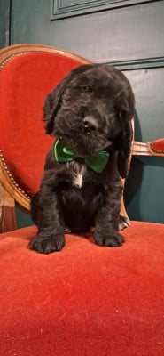 Les chiots de Cocker Spaniel Anglais