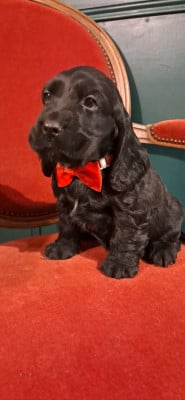 Les chiots de Cocker Spaniel Anglais