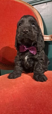 Les chiots de Cocker Spaniel Anglais
