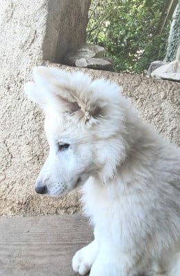 Les chiots de Berger Blanc Suisse
