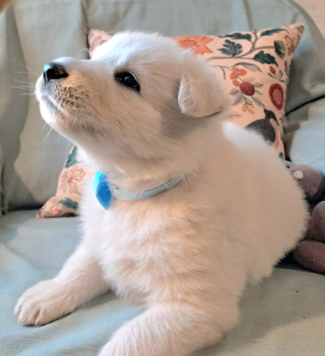 Les chiots de Berger Blanc Suisse